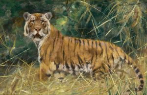 Tiger on the Alert