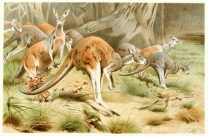 The Red Kangaroo