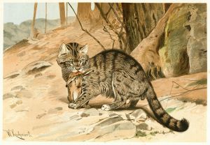 Wild Cat