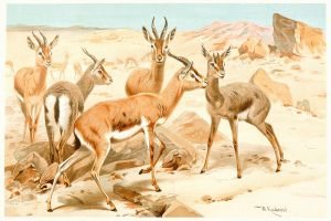 Dorcas Gazelle