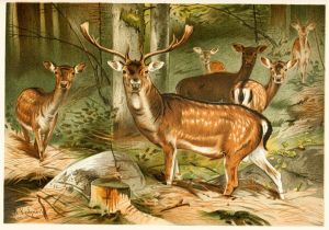 Fallow Deer