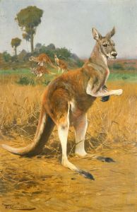 Red Kangaroos In The Outback