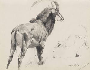 Rappenantilope
