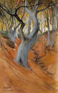 Beech Forest