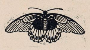 Vlinder