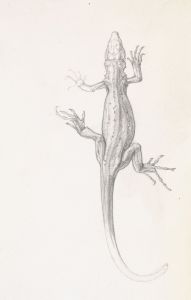 Hagedis