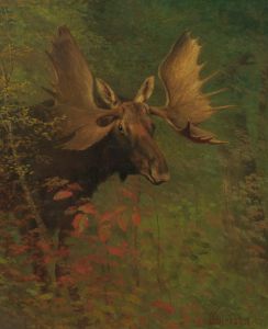 Study Of A Moose