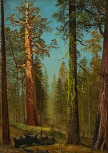 The Grizzly Giant Sequoia, Mariposa Grove, California