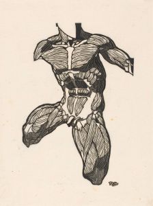 Anatomical study of the neck, abdominal and thigh muscles of a man