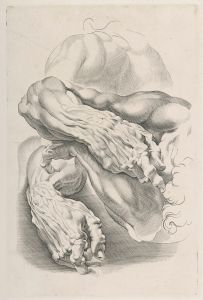 Muscles