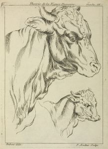 Heads and necks of two bulls in profile