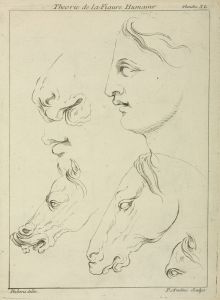 Horses’ heads and human head in profile, with detail of horse’s eye and nose