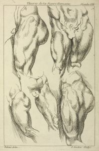 Studies of male loins