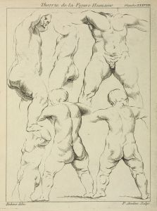 Studies of male torsos
