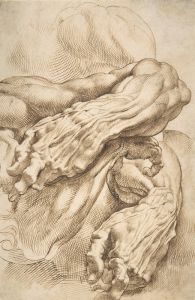 Anatomical Studies; a left forearm in two positions and a right forearm
