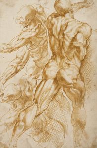 Anatomical Studies