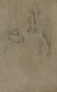 Studies of a Bull