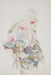 Cyclamen