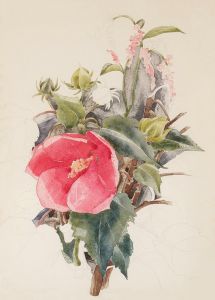 Hibiscus