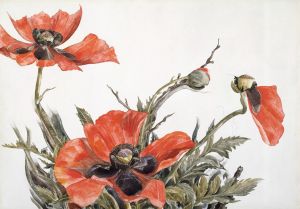 Red Poppies