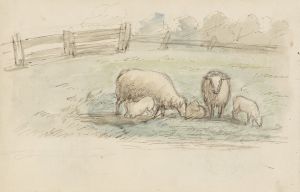 Schapen in een weide