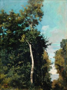 Forest On The Grace Coast In Honfleur