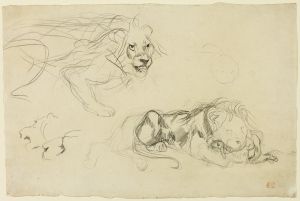 Studies of Lions