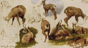 Studies Of An Isard