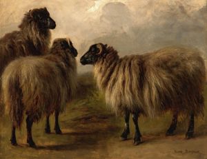 Three Wooly Sheep