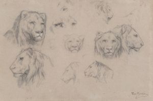 Study of heads of lions and lionesses
