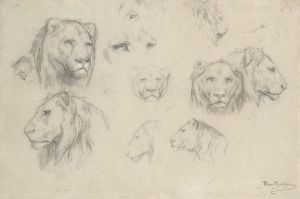 Study Of Lions And Lionesses