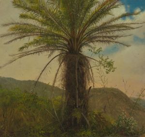 Tree Fern, Jamaica