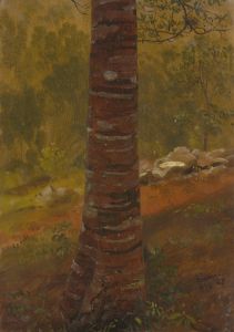 Tree trunk