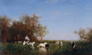 Chevaux Sauvages En Camargue