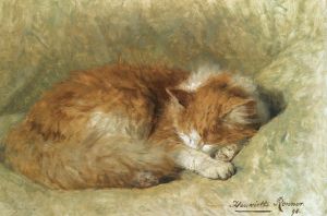 A sleeping cat