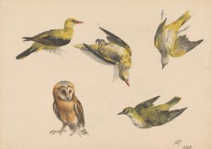 Studies van een uil en twee wielewalen