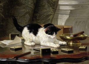 The cat at play