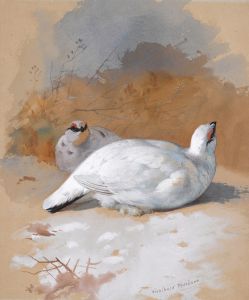 A brace Of Ptarmigan In The Snow
