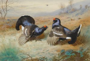 Blackcocks At The Lek