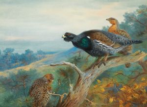 Capercaillie