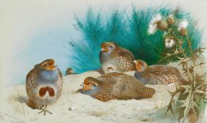 English Partridge With Gorse And Thistles