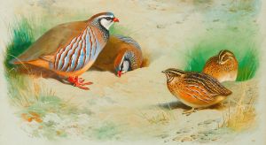 French Partridge And Chicks