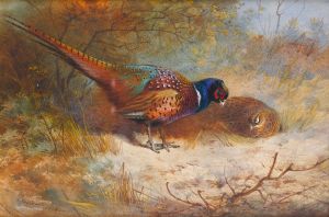 Pheasants