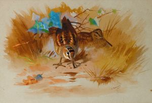 Woodcock In A Sandy Hollow