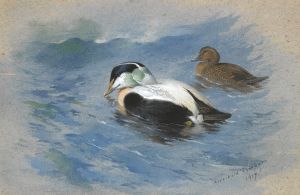 A Pair Of Eider Ducks
