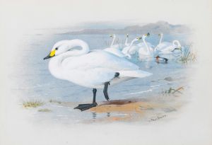 Bewick’s Swan