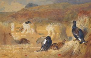 Blackcock In A Field
