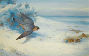 Merlin And Larks
