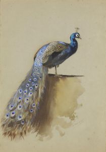Peacock