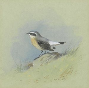 A Male Wheatear